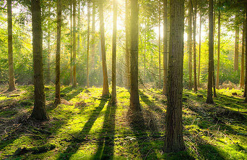 zonlicht door bomen in bos 500